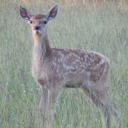 Zur-kleinen-auszeit Lägenhet Benneckenstein